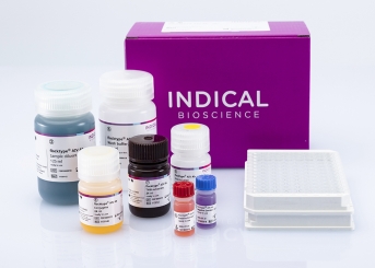 flocktype AIV Ab (2 ELISA plates)