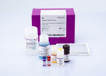 pigtype CSFV Erns Ab