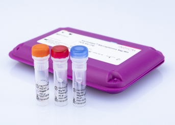 bactotype Mycoplasma Mg/Ms PCR Kit