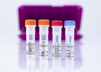 bactotype Mycoplasma Mg/Ms PCR Kit