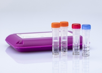 virotype CSFV RT-PCR Kit